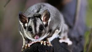 Night Sounds Of The Australian Bush Sugar Glider Sugar Glider Association Of Phoenix Arizona