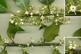 Can be regarded as 'counterpart' of the female alaska. Ilex Aquifolium Wikiwand