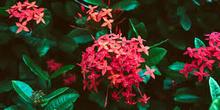 Image result for Ixora laurentii