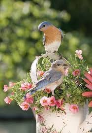 Look At The Birds Of The Air Esv For You Sue Birds Backyard Birds Beautiful Birds