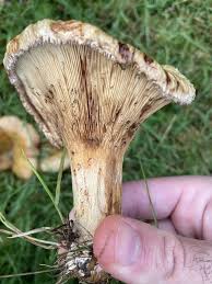 Image result for Paxillus panuoides