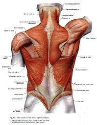 The Back Human Muscle Anatomy Body Anatomy Shoulder Muscle Anatomy