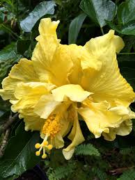 We did not find results for: For The Love Of Double Tropical Hibiscus Dengarden