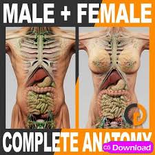 • sensitive organ important in female sexual response. Download Free 3d Templates Characters 3d Building And More Download Human Male And Female Complete Anatomy Body Muscles Skeleton Internal Organs And Lymphatic Free Download Free 3d Templates