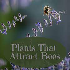 Here's a list of herbs that bees love 10 Plants That Attract Bees To Your Food Garden Dengarden