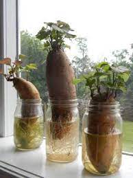 How To Grow Sweet Potatoes Growing Sweet Potatoes Plants In Jars Sweet Potato Plant