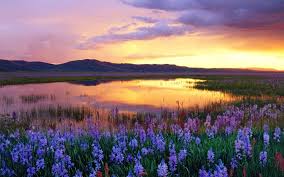 California agriculture fields, photos of crops, collection of images of california scenes photos of california farming industry. Flower Field Wallpapers Top Free Flower Field Backgrounds Wallpaperaccess
