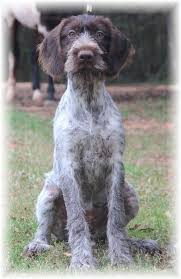 Rescue German Wirehaired Pointer Vegas Female Available To Pet Hunting And Or German Wirehaired Pointer Puppy Pointer Puppies German Wirehaired Pointer
