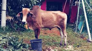 (b) berselawat kepada nabi muhammad saw; Aidil Adha 2018 Lembu Korban Baling