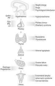 Image result for Friable Cervix