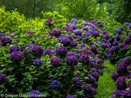 Sweet hydrangea flowers on a white background. Purple Hydrangea Wedding Flowers Oregon Coastal Flowers
