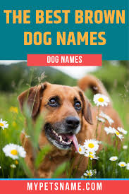 Black And Brown Dog Names Some Of The Best Brown Dog Names Are Actually Gender Neutral While A Female Brown Dog Can Easily Go By Snickers A Male Br In 2020 Brown Dog Names Brown Dog Dog