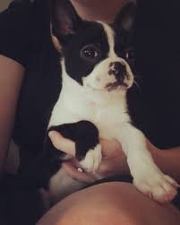 Discount99.us has been visited by 1m+ users in the past month Boston Terrier Puppy 8 Months 400 Visalia Cameras For Sale Visalia Ca Shoppok