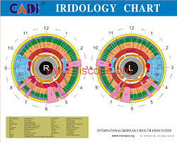 Ridology Chart Iridology Chart Left Eye Iridology Chart