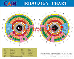 ridology chart iridology chart left eye iridology chart