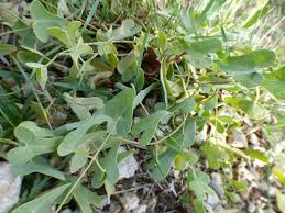 Image result for Cynanchum praecox