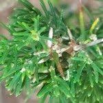 Image result for Asparagus suaveolens