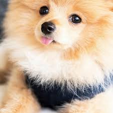 See Instagram Photos And Videos Tagged With Kongdasavage Webstagram Cute Dogs Cute Baby Animals Cute Animals