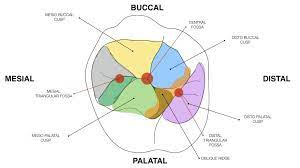 The results suggested the upper mesiopalatal cusp as a pivotal axis around which the upper first molar rotated. Step By Step Protocol Restoring The First Upper Molar