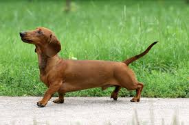 The long haired dachshund sheds, but it may be manageable with proper grooming. Dachshund All About The 6 Different Versions Of This Dog