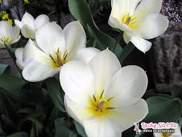 الزهرات بيضاء صور cerceis com
