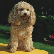 The schnoodle is the result of the mating of the schnauzer to the poodle. Schnoodle Puppies For Sale From Reputable Dog Breeders