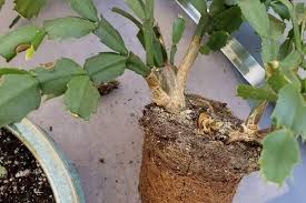 I have 2 christmas cactuses and they both are 2 years old. Repotting Christmas Cactus When How To Transplant Christmas Cactus Christmas Cactus Christmas Cactus Care Christmas Cactus Plant