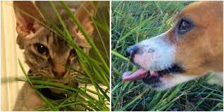 Why Dogs Eat Grass Why Cats Eat Grass Walkerville Vet