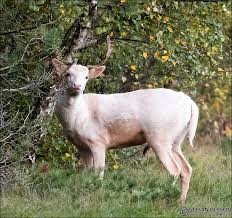 Rådjur (capreolus capreolus) är ett litet hjortdjur som förekommer i europa och mindre asien.benämningen på en vuxen hane är bock.honan kallas för get eller rå, ungdjur under första året kallas kid eller killing, och getter som ännu inte fött kid kallas för smaldjur Vit Dovhjort Bildbloggen