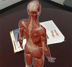It consists of the heart, blood, blood vessels,arteries and veins. Anatomy And Physiology Anatomical Position And Directional Terms