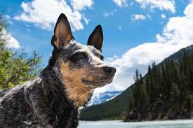 Maybe you would like to learn more about one of these? Homeward Bound Is The Homing Sense In Dogs Fact Or Fiction Oakland Veterinary Referral Services