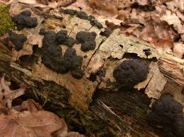 Image result for Hypoxylon multiforme