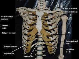 You will also find the xiphoid process, 10th rib, the apex of the heart, the coronary vein of the heart. Vertebral Column Ribs And Sternum Fhs122 Anatomy E Lab