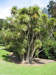 Image result for Cordyline australis