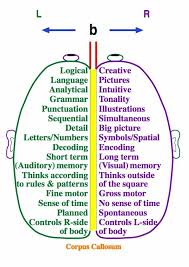 Right Brain Left Brain Re Pinned By Pediastaff Please Visit Http Ht Ly 63snt For All Our Pediatric Therapy Pins Right Brain Psychology Dyslexia
