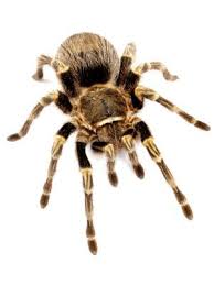 Chaco golden knee tarantula care. Chaco Golden Knee Tarantula Care Snaketracks Com