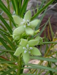 Image result for Kanahia laniflora