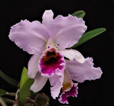 ^ red south flower festival. Many Years Of Growing Cattleya Percivaliana And Trianaei Orchidweb
