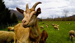 The popular phrase lends itself well to modification, like when. The Secret Ingredient In Eau De Goat