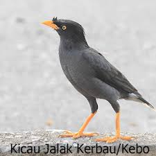 Aplikasi pikat jalak kebo offline ini adalah aplikasi kicau burung jalak kebo terbaik. Kicau Jalak Kebo Kerbau Terbaru 1 1 Apk Androidappsapk Co