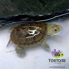 Terrapin is at bijou theatre ct. Diamondback Terrapin For Sale Baby Diamondback Terrapin For Sale Near Me Diamondback Terrapin Baby Captive Bred Baby Diamondback Terrapins For Sale Near Me
