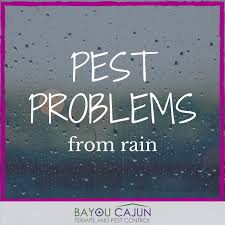 At bayou, we pride ourselves on treating our staff and. Bayou Cajun Pest Bayoucajunpest Twitter