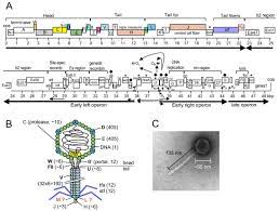 However, these files will let you start. The Protein Interaction Map Of Bacteriophage Lambda Bmc Microbiology Full Text