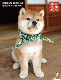 tetsuya oshiro tetsuya oshiro on sumally 柴犬 可愛い 可愛い犬 可愛い 動物