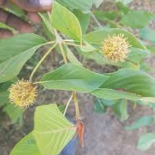 Image result for Mitragyna stipulosa