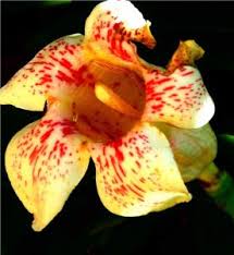 Image result for Rothmannia manganjae