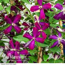 Maybe you would like to learn more about one of these? Clematis Flammula Sweet Summer Love Van Meuwen