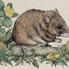 Image result for Macrothelypteris rammelooi