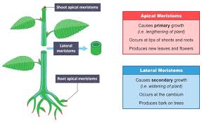 Check spelling or type a new query. Meristems Bioninja