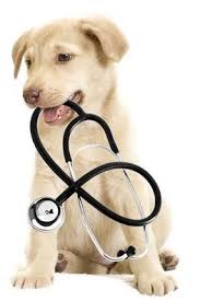 Island puppies | island puppies specializes in helping consumers find their new best friend. Puppy And Kitten Pets Veterinarian Veterinary Care